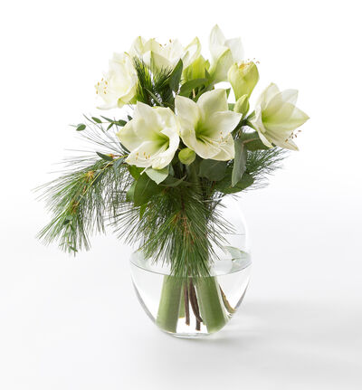 Hvit amaryllisbukett  Hvit amaryllisbukett